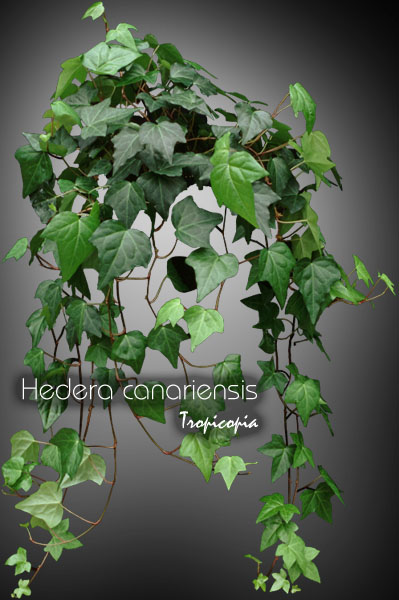 Hanging - Hedera canariensis - Algerian ivy, Montgomery ivy